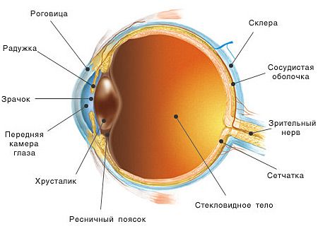 Структура глаза нарушение в которой приводит к близорукости